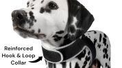 Detailed GPS Pet Location Tracker Rechargeable Water Resilient Tracking Device Size:L